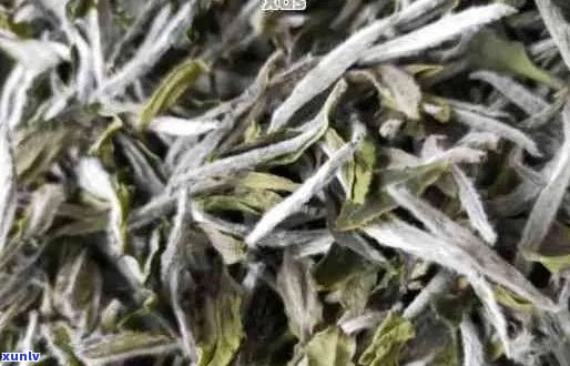 普洱茶中白毫的出现原因及其对茶叶品质的影响