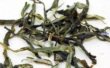 普洱茶中白毫的出现原因及其对茶叶品质的影响