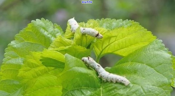 木棉花茶的 *** 过程说明：如何 *** 木棉花茶