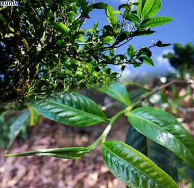 木棉花油柑叶普洱茶