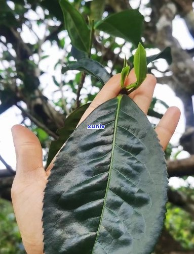 木棉花油柑叶普洱茶