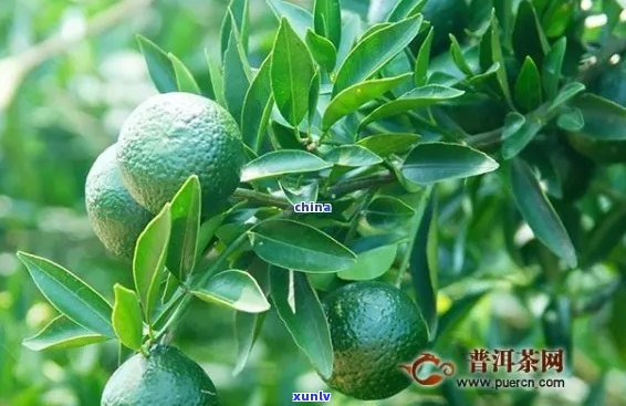 桔普茶与普洱茶的区别：它们是否是同一种茶？解答关于这两种茶叶的疑问