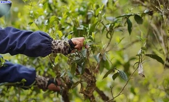 顺势普洱茶的健益处：深入解析其独特的药用价值和科学证据支持