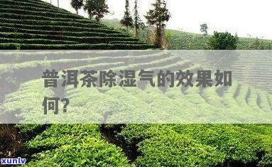 探究熟普洱茶的湿气去除功效及其对健的潜在影响