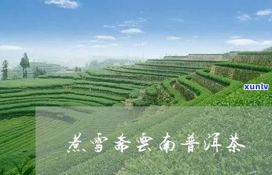 广东煮雪斋茶业：官网、 *** 及公司评价