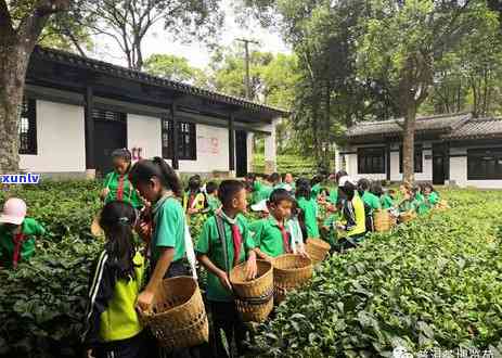 普洱茶是哪年创办约会的？