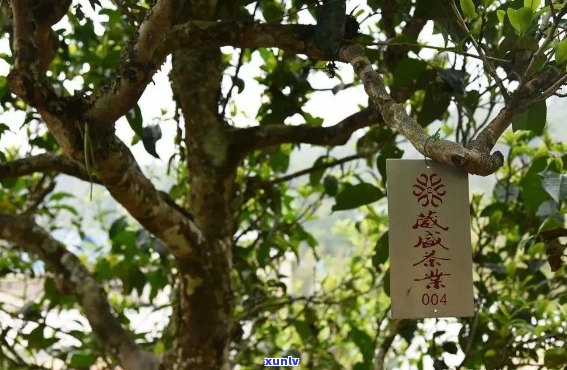 山野之魂：众春茗普洱茶的故事与品鉴