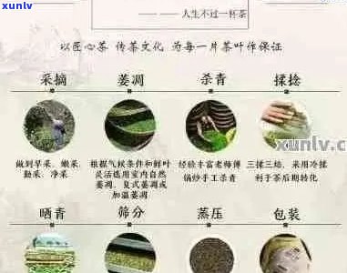 探究普洱茶纯料的多种类型及其特点