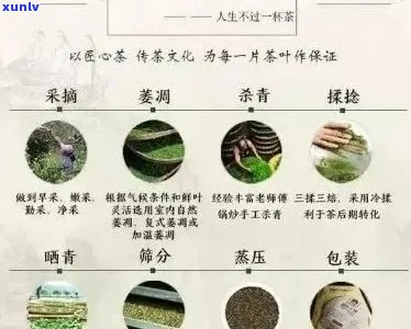 云南勐海大叶茶厂：大叶普洱茶叶的品质、 *** 工艺与市场价格全解析