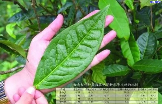 云南勐海大叶茶厂：大叶普洱茶叶的品质、 *** 工艺与市场价格全解析