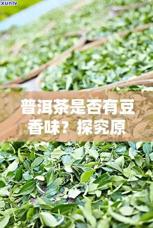 新 探究普洱茶豆香的独特魅力：其香型特征与口感体验