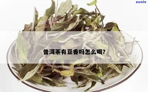 普洱茶豆香是什么香