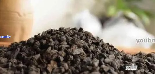 新普洱茶中的籽粒成分解析：它们为何如此重要？