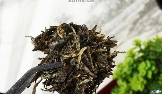 新 '家普洱茶：草木花香中的纯净之味'