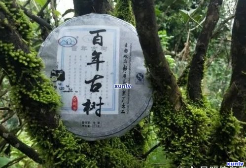 双江勐库勐傣茶厂官网 ***  *** 及首页 | 云南双江勐库勐傣茶厂评价