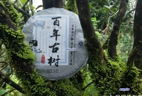 双江县勐库茶厂：探索高品质普洱茶的诞生之地与完整生产流程