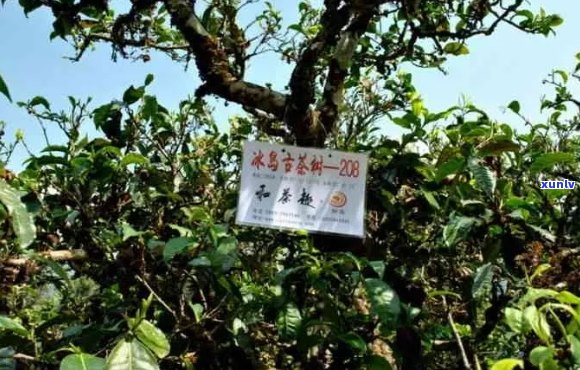 双江县勐库茶厂：探索高品质普洱茶的诞生之地与完整生产流程