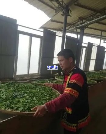 双江县勐库茶厂：探索高品质普洱茶的诞生之地与完整生产流程