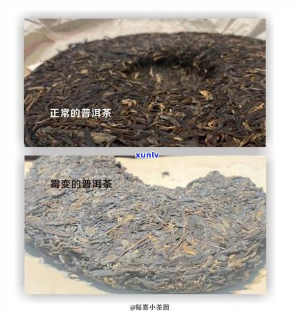 探究劣质普洱茶的潜在益处和可能的风险，以及如何正确选择和饮用