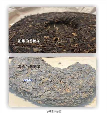 揭秘劣质普洱茶茶叶的危害：如何识别和避免购买到劣质茶叶？