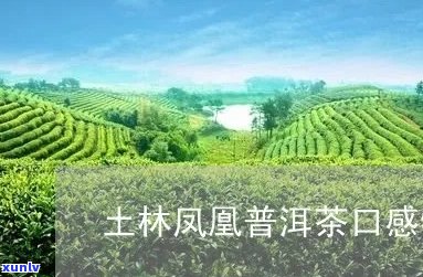 土林风凰普洱茶怎样