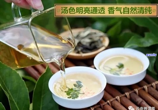 云南勐海润泽茶叶：从茶叶种植到品质保证，探索您的高品质茶叶之旅