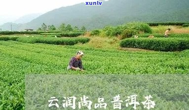 云南勐海润泽茶叶：从茶叶种植到品质保证，探索您的高品质茶叶之旅