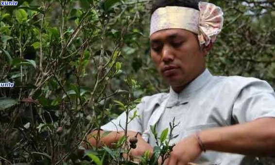 基诺山寨的古树普洱茶：一原生态的茶文化体验