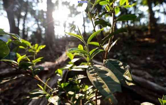 基诺山野生茶：品种、产地、 *** 工艺、功效与泡法全方位解析