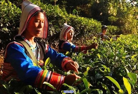 基诺山么寨普洱茶