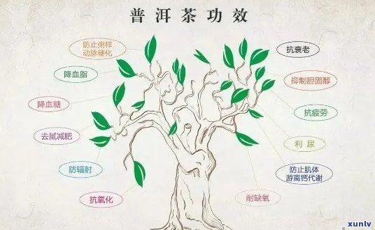 普洱茶的其他称谓：探究其多样化的别名与文化内涵