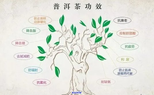 普洱茶的其他称谓：探究其多样化的别名与文化内涵