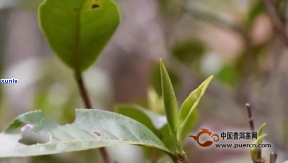 探究普洱茶苞的多种功效及其在健生活中的应用