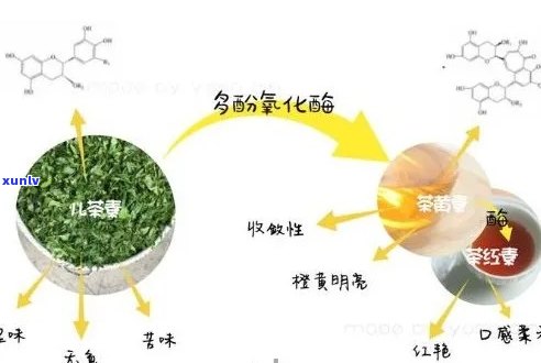 普洱茶中的酶：作用、种类及对健的益处