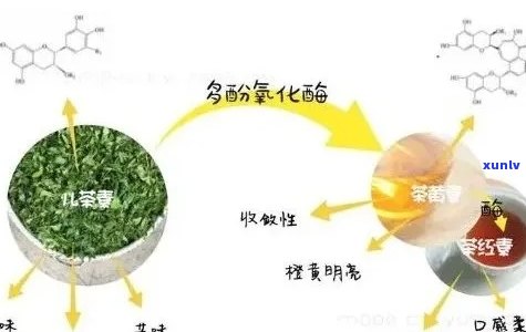 普洱茶酶活性及其对茶叶品质的影响