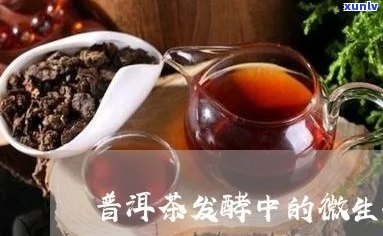 普洱茶生酶能够喝吗