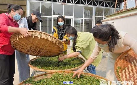 普洱茶的独特魅力：与美食的完美结合，不容错过的茶餐搭配建议