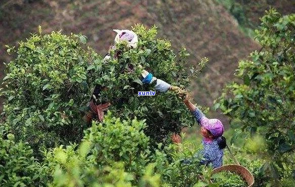 云南普洱茶产业年产值稳步增长，助力乡村振兴