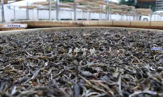 新普洱茶叶萎凋过程中的生化变化及其对茶叶品质的影响