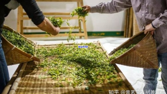 新普洱茶叶萎凋过程中的生化变化及其对茶叶品质的影响