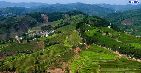 普洱茶在孕早期的影响：安全性与适量饮用的探讨