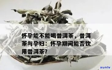 '孕妇怀孕初期可以喝普洱茶吗？'——关于孕早期普洱茶饮用的影响