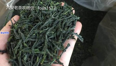 六安瓜片与六安茶区别：六安瓜片是绿茶还是红茶？属于什么茶类？