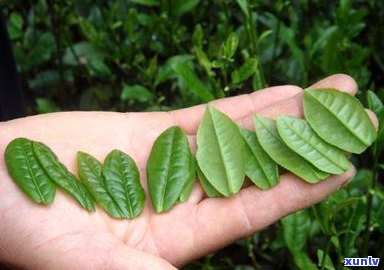 六安瓜片与六安茶区别：六安瓜片是绿茶还是红茶？属于什么茶类？