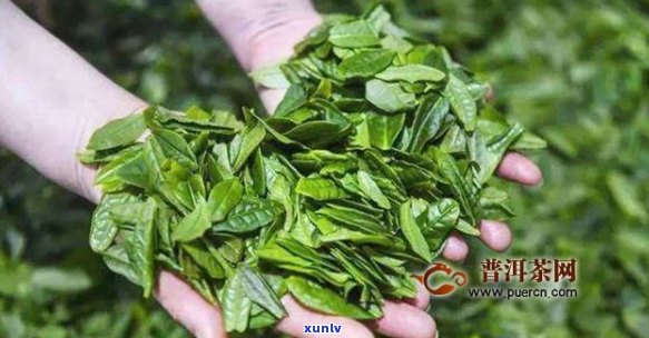 六安瓜片与六安茶区别：六安瓜片是绿茶还是红茶？属于什么茶类？