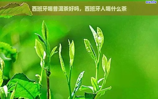 西班牙人喝普洱茶吗