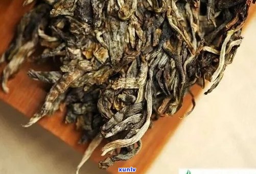 普洱茶中最苦的茶叶种类及其特点解析