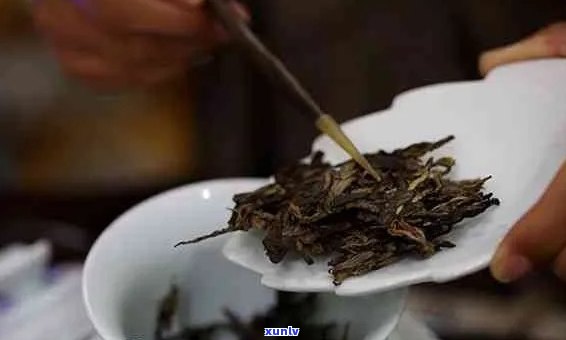 研究揭示：大叶种普洱茶的多重健益处，不仅仅是减肥和降压