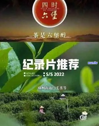 '央视的普洱茶录片有哪些：2019年精彩报道与推荐'