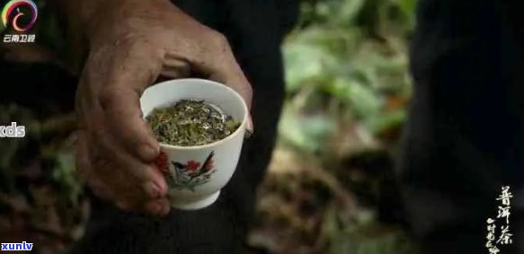 探究普洱茶文化：央视录片深度解析与品鉴